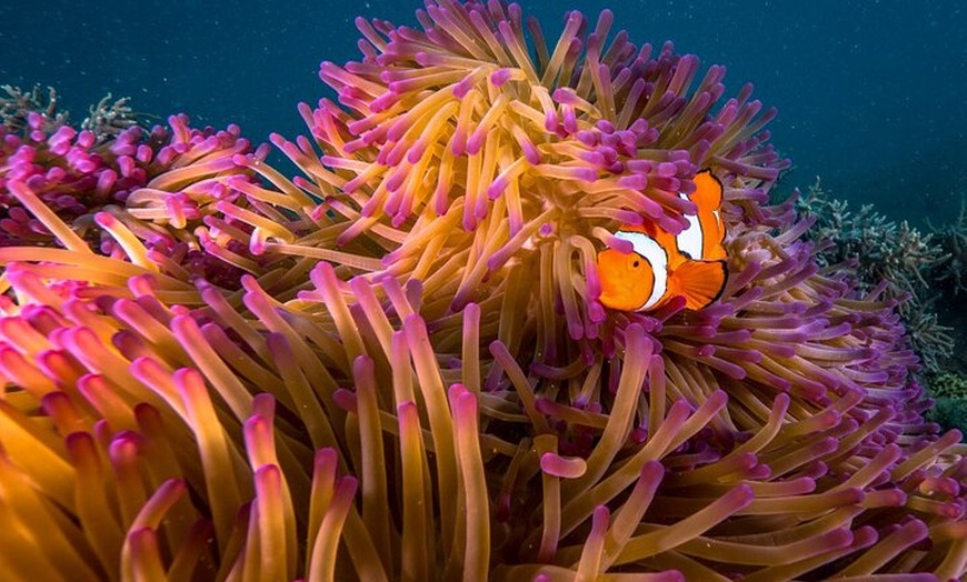 Image 6: Fitzroy Island Day Trip 11am to 5pm Ferry INC Snorkel Equipment