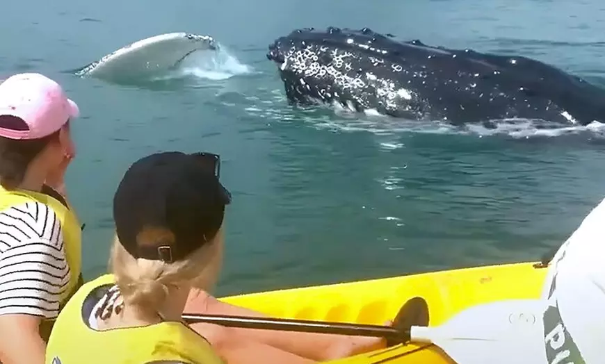 Image 7: Whale Watching Ocean Kayak Tour