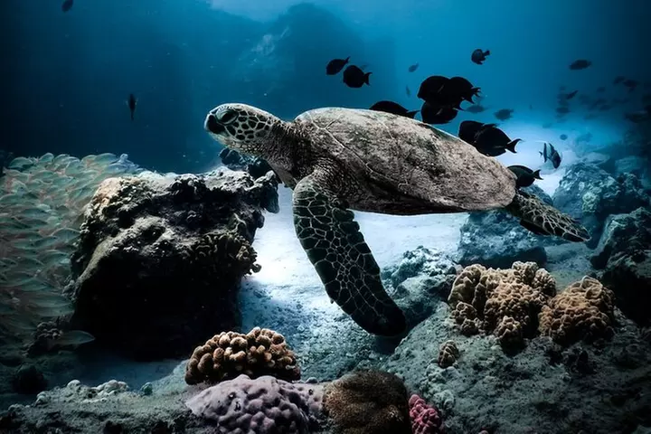 Turtle Canyon Snorkel in Waikiki, Oahu Semi Private