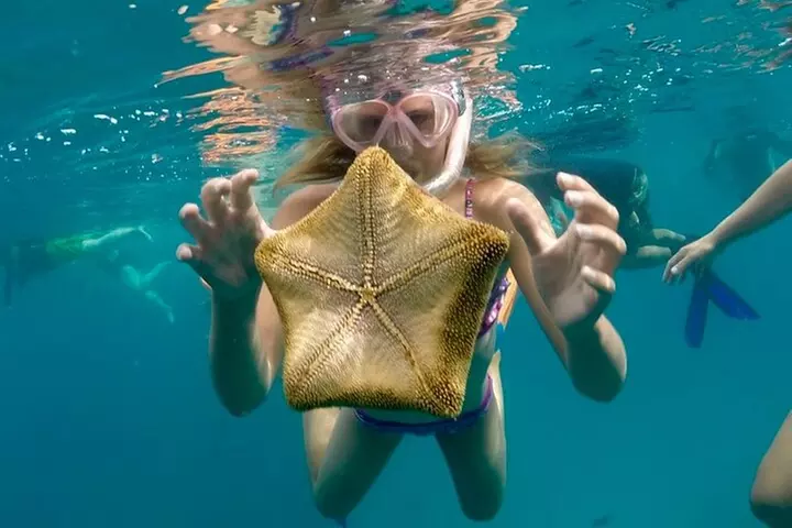 90 Minute Turtle Canyon Waikiki Catamaran Snorkel