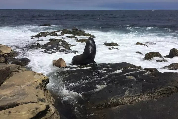 Full Day Private SD Tour from Pacific Beach