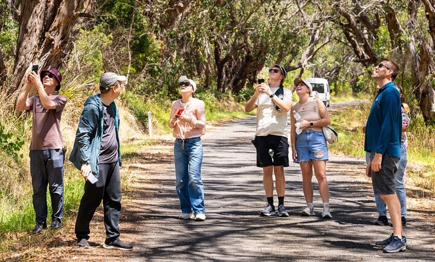 Image 13: Great Ocean Road Reverse Itinerary Boutique Tour - Max 11 Guests