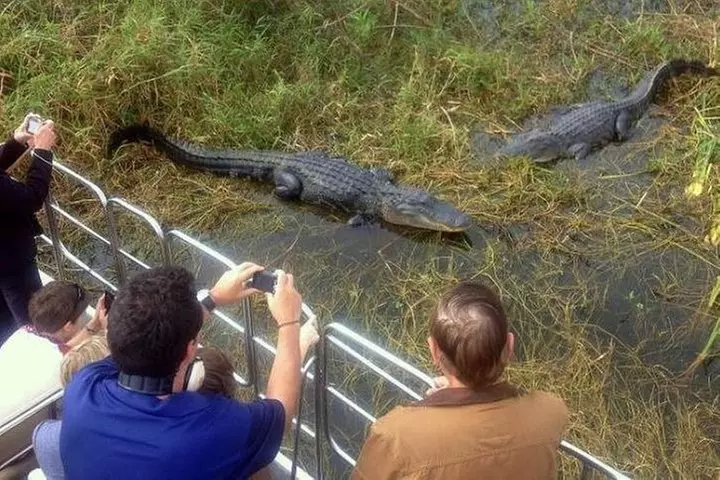 Everglades Wildlife Tour: Airboat & Alligator Habitat Experience