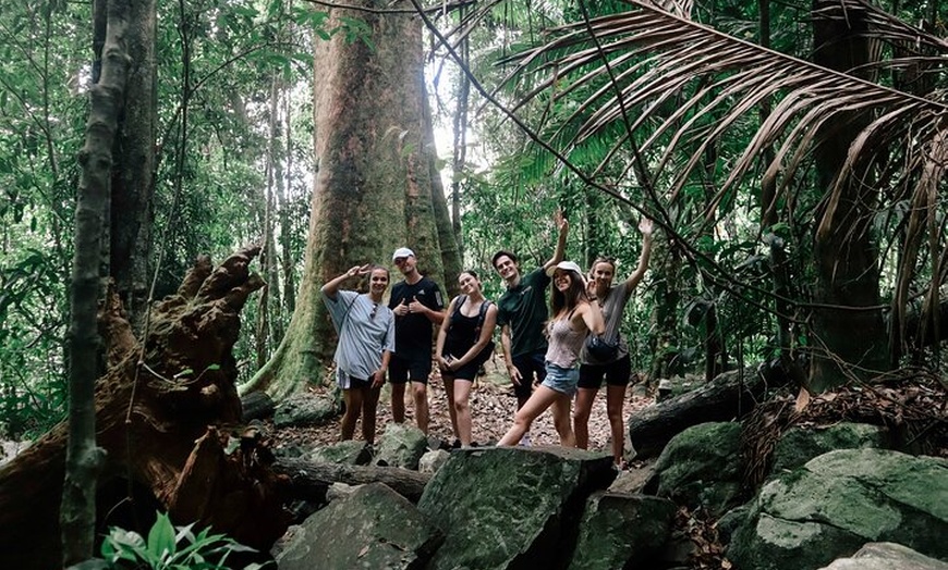 Image 8: Koalas, 6 Springbrook Waterfalls and Natural Bridge Day Tour