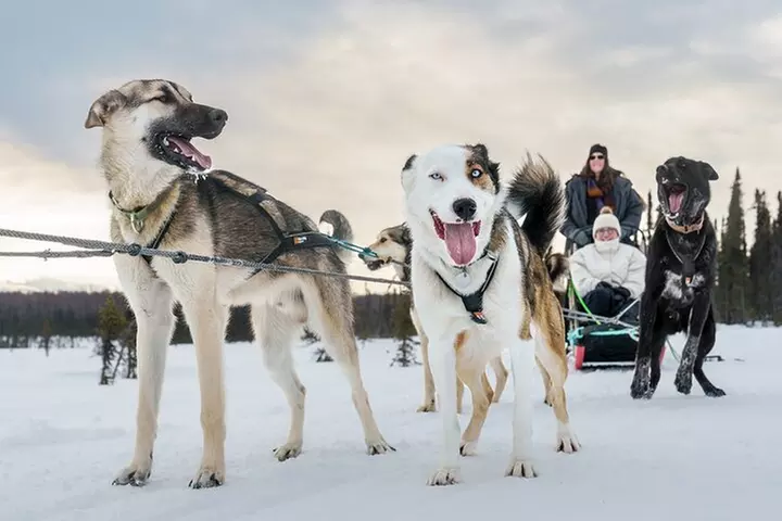 Winter Dog Sled Tour: Day or Night. - Primary Image