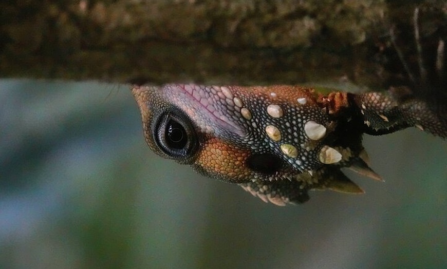 Image 16: Private Guided Tour in Port Douglas and Surrounds