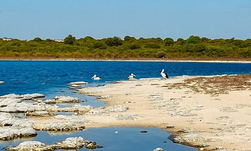 Image 16: Turquoise Coast and Pinnacles Desert Private day Tour from Perth