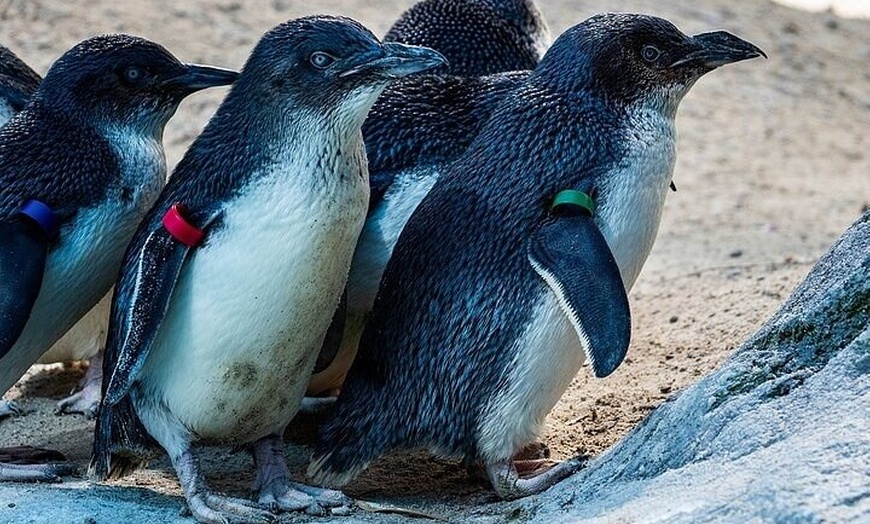 Image 2: Melbourne PRIVATE Penguin Tour Wildlife Tour-Gold Mines Town Tour