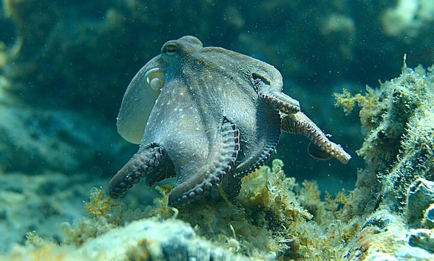 Image 2: Barcelona Wild Experience: Kayak y snorkel en Costa Brava