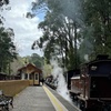 Image 9: Private Puffing Billy Steam Train and Healesville Sanctuary Tours