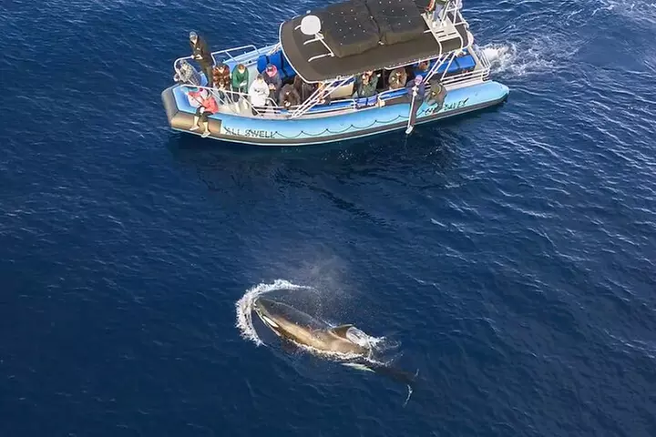 Up-Close Dolphin & Whale Watching Zodiac Adventure in Dana Point