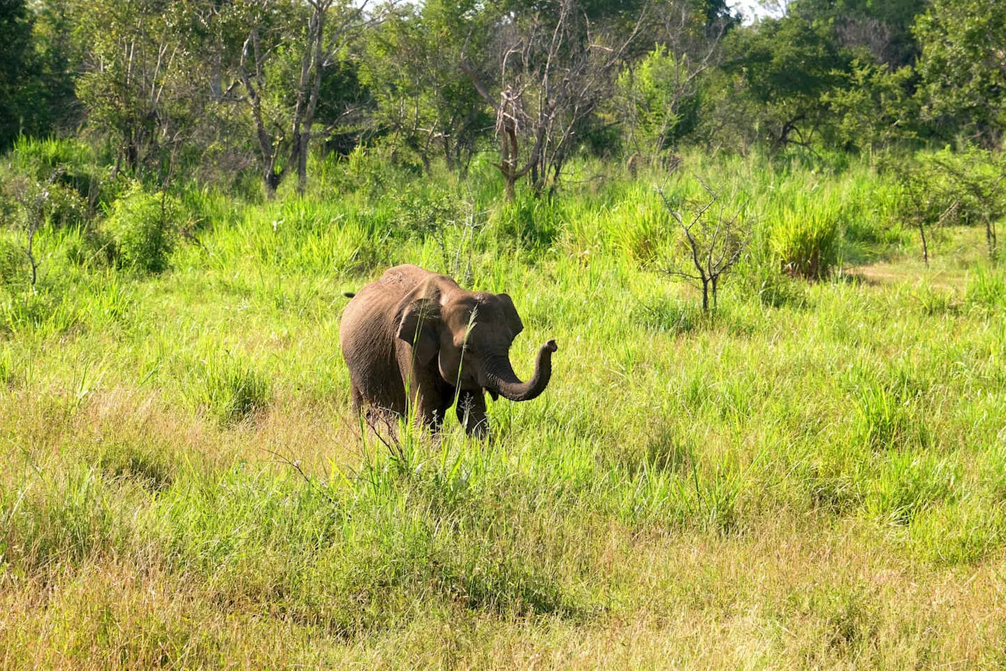 ✈ SRI LANKA | Colombo - Kultur und Entspannung in Sri Lanka 4*, 8 N...