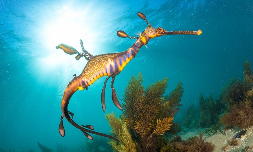 Image 10: 2 hour Seals & Seadragon Swim