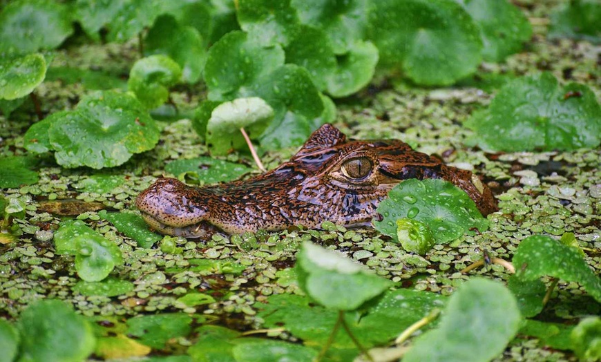 Image 4: ✈ COSTA RICA | San José - Il Costa Rica a basso costo 3*, 12 notti ...