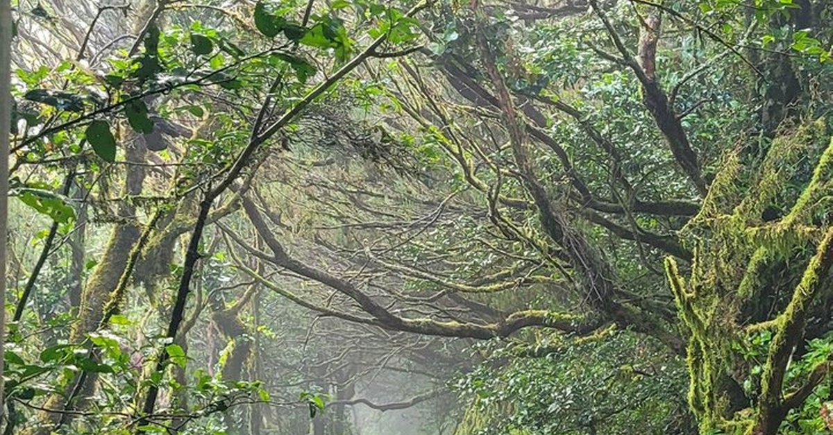 Ruta circular de senderismo en las montañas de Anaga, Tenerife