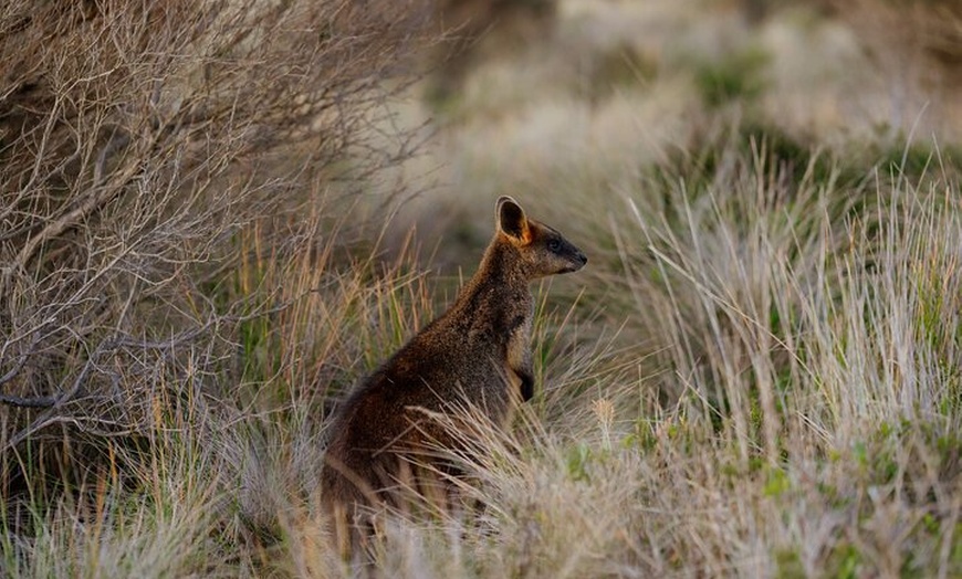 Image 4: Phillip Island Direct Tour Penguin Parade and Coastal Views