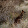 Image 4: Phillip Island Direct Tour Penguin Parade and Coastal Views