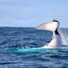 Image 16: Humpback Whale Encounter Tour from Newcastle