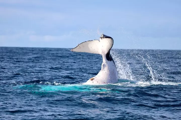 Humpback Whale Encounter Tour from Newcastle