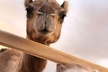 Las Vegas: Sunset VIP Camel Safari Tour Experience - Second Medium