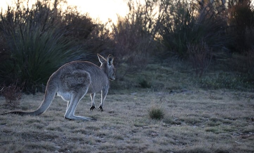 Image 23: Blue Mountains Private Tour