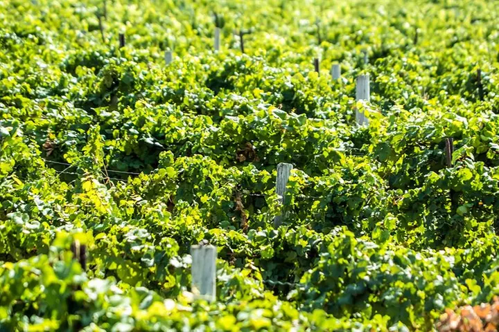 Boise River Wine Walk: Sip and Stroll Through Urban Wineries