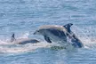 Seastreak New York City Whale Watching Cruise - Second Medium