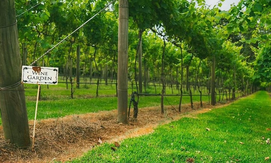 Image 2: Tamborine Mountain Winery and Glow Worm Caves Tour