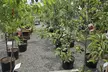 $25 For $50 Worth Plants - Second Medium