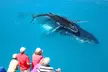 Hervey Bay Whale Watching Cruise - Image 3