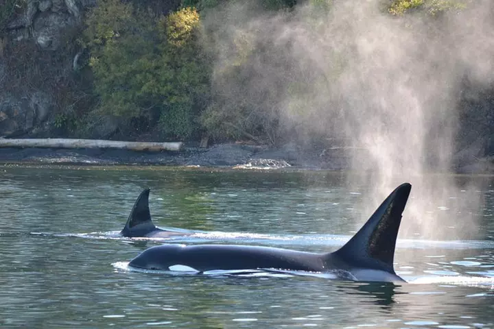 Whale Watching from Friday Harbor - Primary Image