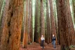 Small Group Yarra Valley: Redwoods Forest & Premium Wine Tour - Image 2