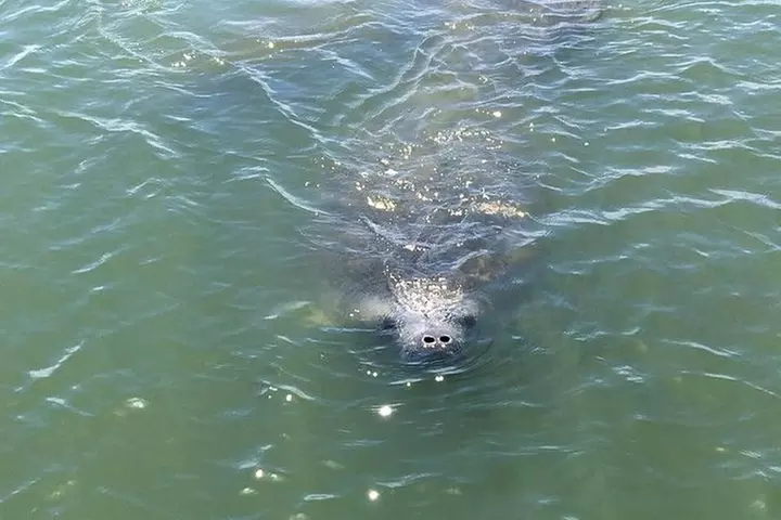 Wildlife Tour of Indian River Lagoon with Experienced Captain