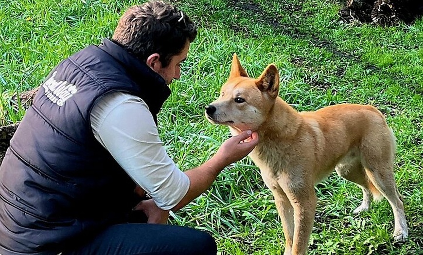 Image 2: Great Ocean Road Small Group Tour with Dingos, Sparkling & Lunch