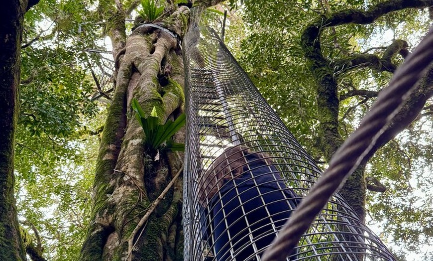 Image 8: Lamington Day Tour O'Reilly's Treetop, Wildlife and Wine Tasting