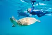 Great Keppel Island Snorkel and Glass Bottom Boat Experience - Image 4