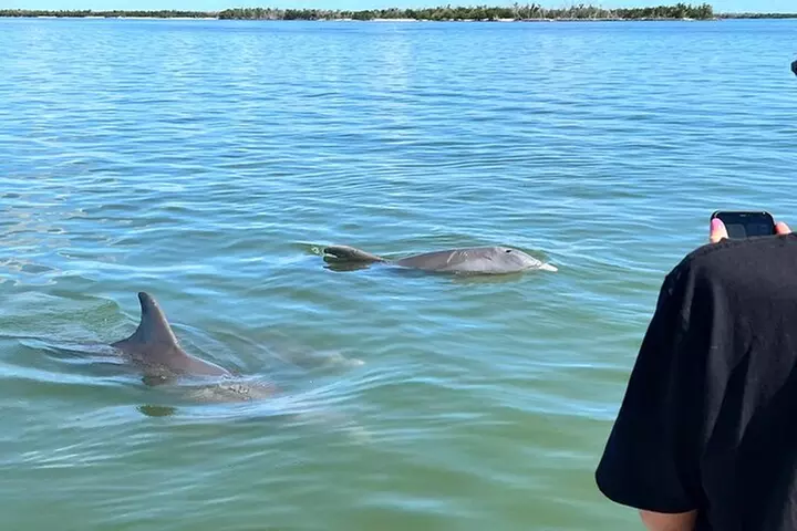 Best of Marco Island Dolphin Tour