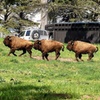 Image 6: San Francisco: Scenic Surrey Ride Through Golden Gate Park