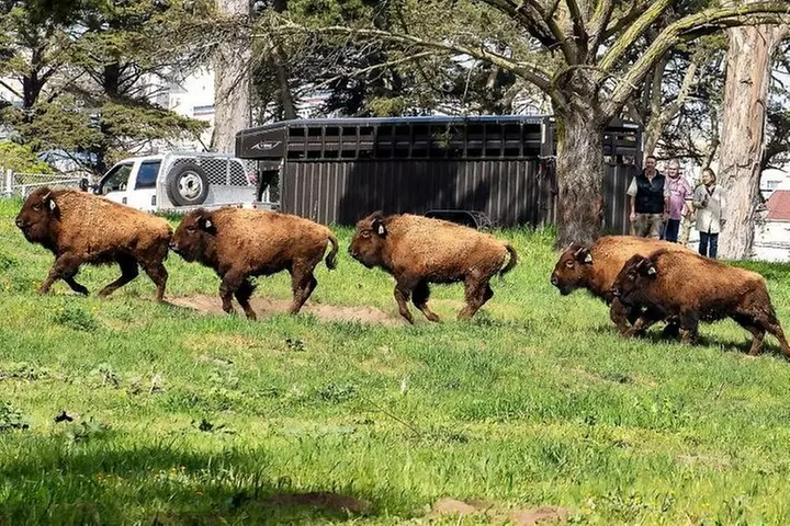 San Francisco: Scenic Surrey Ride Through Golden Gate Park