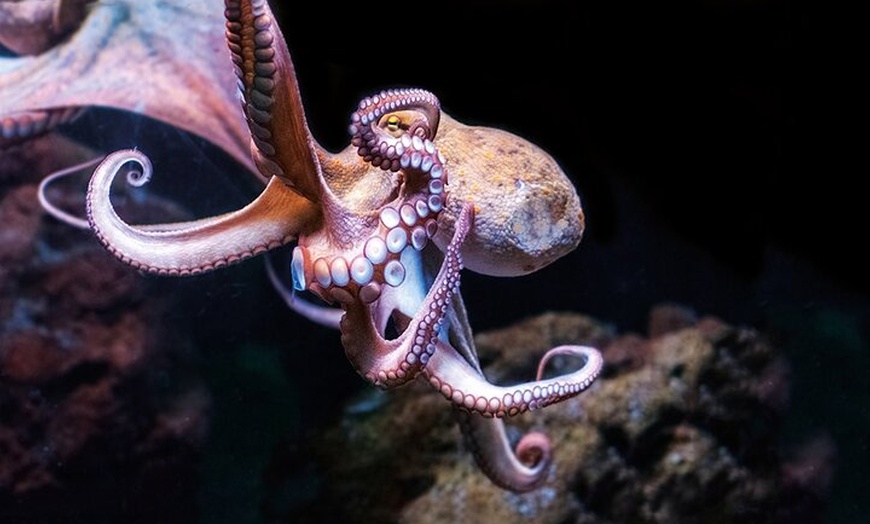 Image 22: Acuario de Palma con autobús de vuelta desde Port Alcudia