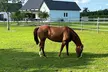 1 hour of ATV + 1 hour horse ride-- free videos and pictures - Second Medium