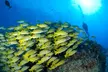 3-Tank Dive Featuring the Molokini Crater - Second Medium