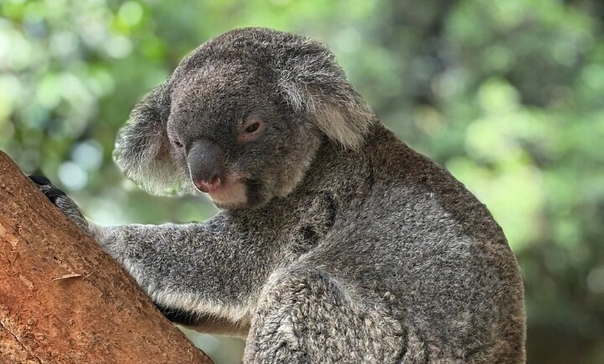 Image 4: Sydney Botanic Garden Kids Quest: Nature Puzzle Adventure