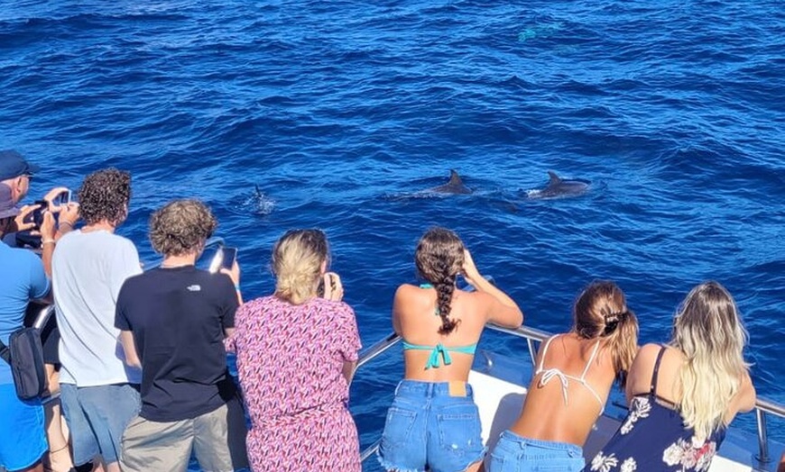 Image 2: Tour de Medio-Dia en Crucero-Observación de Delfines y Ballenas