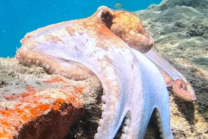 2 ½ - Hour Guided Snorkel Tour of Phil Foster park, Free Videos!