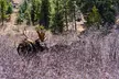 Private Colorado Backcountry 4x4 Off Road Adventure Tour - Second Medium