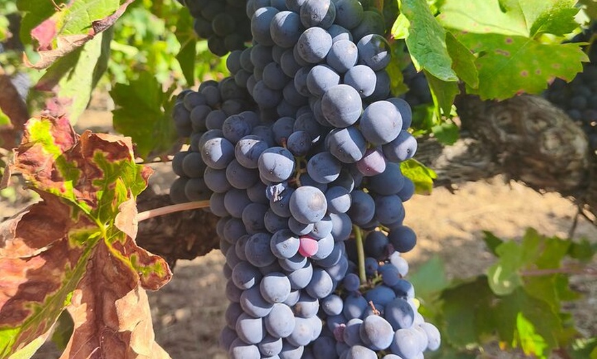 Image 37: Rioja Alavesa: Auténticas experiencias de vino