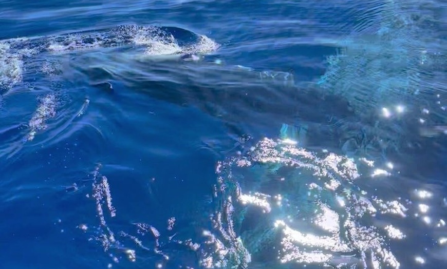 Image 21: Maui Whale Watching: 2-Hour Small Group Raft Tour from Lahaina