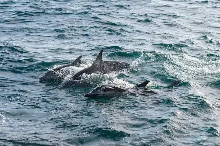 Daily Dolphin Cruise + Sightseeing Tour on Pensacola Beach