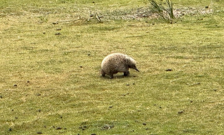 Image 25: Bruny Island Food, Sightseeing, Guided Lighthouse Tour & Lunch